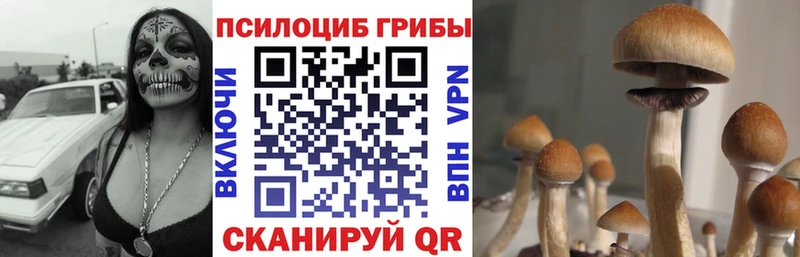 купить наркотик  Новозыбков  даркнет как зайти  Галлюциногенные грибы мухоморы 